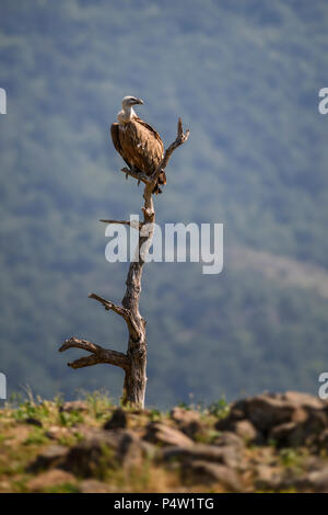 Gänsegeier - Tylose in fulvus, große, braune Weiß vorangegangen Geier aus der Alten Welt und Afrika. Stockfoto