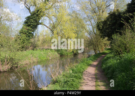 Fußweg entlang der neuen Reach, Halesworth Millennium Grün, Halesworth, Suffolk, England Stockfoto