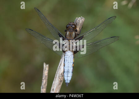 Nahaufnahme der männlichen Plattbauch Libelle (Libellula depressa) in Surrey, Großbritannien Stockfoto