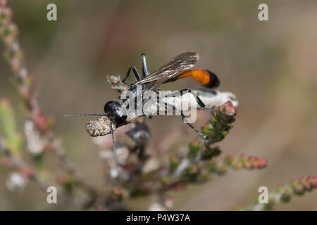 Sand Wasp (Ammophila pubescens) Jagd Raupen zu Bestimmung sein Nest auf der Geest (Hankley Common) in Surrey, Großbritannien Stockfoto