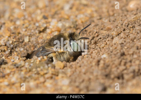 Kleine Blume Biene (Green-eyed Blume Biene - Anthophora bimaculata) am Graben im Sand Hankley Gemeinsame, Surrey, Großbritannien Stockfoto