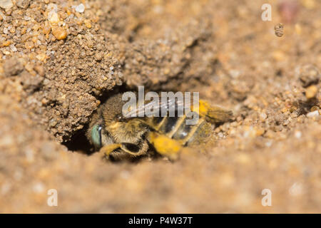 Kleine Blume Biene (Green-eyed Blume Biene - Anthophora bimaculata) am Graben im Sand Hankley Gemeinsame, Surrey, Großbritannien Stockfoto