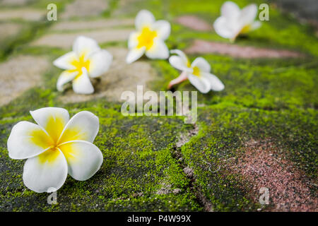 White Frangipani (Plumeria) Blumen mit grünem Moos auf der Brick Road. Stockfoto