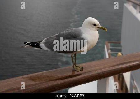 Sturmmöwe sitzen auf dem dollbord von kreuzfahrtschiff Mein Schiff 1 (alt) in Grøtsundet nördlich von Tromsø im Norden von Norwegen. Stockfoto