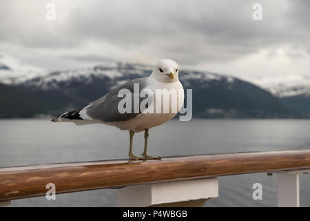 Sturmmöwe sitzen auf dem dollbord von kreuzfahrtschiff Mein Schiff 1 (alt) in Grøtsundet nördlich von Tromsø im Norden von Norwegen. Stockfoto