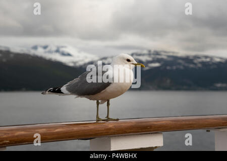 Sturmmöwe sitzen auf dem dollbord von kreuzfahrtschiff Mein Schiff 1 (alt) in Grøtsundet nördlich von Tromsø im Norden von Norwegen. Stockfoto