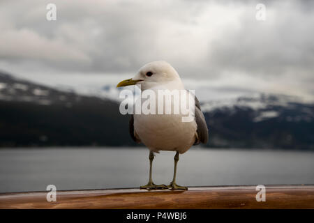 Sturmmöwe sitzen auf dem dollbord von kreuzfahrtschiff Mein Schiff 1 (alt) in Grøtsundet nördlich von Tromsø im Norden von Norwegen. Stockfoto