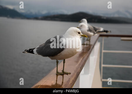 Sturmmöwe sitzen auf dem dollbord von kreuzfahrtschiff Mein Schiff 1 (alt) in Grøtsundet nördlich von Tromsø im Norden von Norwegen. Stockfoto