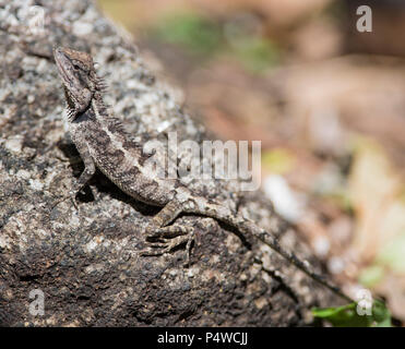 Wald Crested Lizard (Calotes Emma) Krabi Thailand saß auf einem Felsen Stockfoto