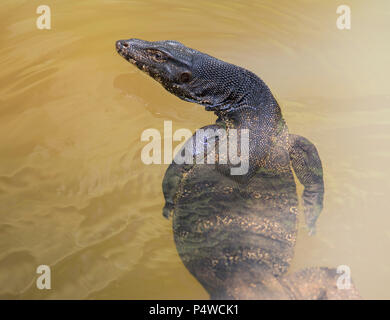 Nahaufnahme von einem großen Wasser Waran (Varanus Salvator) Schwimmen in Thailand Stockfoto