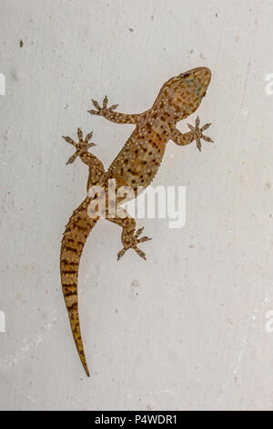 Mediterranes Haus Gecko (Hemidactylus turcicus) vertikal climing auf weiße Wand Stockfoto