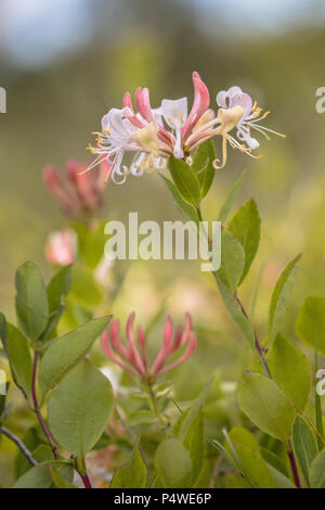 Perfoliate honeysuckle (Lonicera caprifolium) Bus und Wildblumen in natürlichen Lebensraum Stockfoto