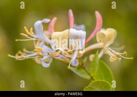 Perfoliate honeysuckle (Lonicera caprifolium) Nahaufnahme von Wildflower im natürlichen Lebensraum Stockfoto