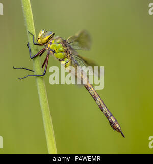 Frau Kaiser Dragonfly oder blau Kaiser (Anax imperator) ruht auf Reed Stammzellen Stockfoto
