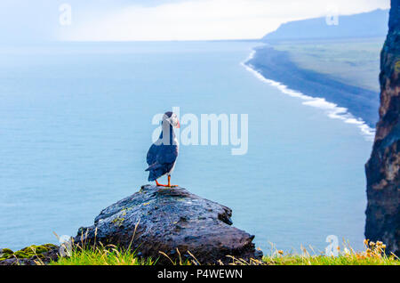 Papageitaucher - Island Stockfoto