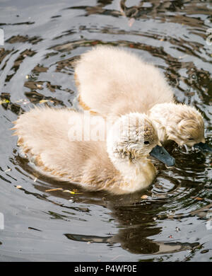 Nahaufnahme von jungen Höckerschwan Cygnets, Cygnus olor, Schwimmen im Fluss, Wasser von Leith, Schottland, Großbritannien Stockfoto