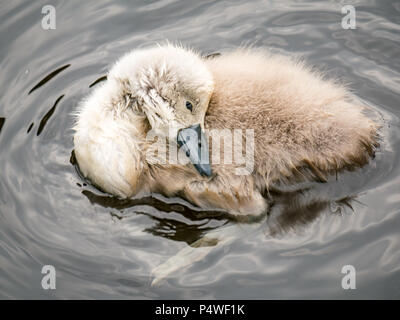 Nahaufnahme des jungen Höckerschwan-Cygnet, Cygnus olor, Federn im Fluss, Water of Leith, Schottland, Großbritannien Stockfoto