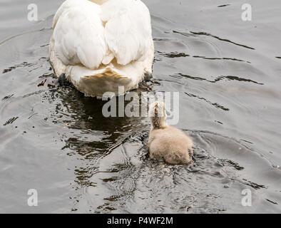 Junge Cygnet nach weiblichen Schwan schwimmen im Fluss, Cygnus olor, Wasser von Leith, Schottland, Großbritannien Stockfoto