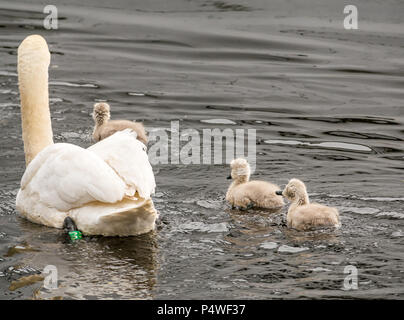 Junge Cygnets nach erwachsenen Schwan schwimmen im Fluss, Cygnus olor, Schottland, Großbritannien Stockfoto