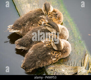 Nahaufnahme von Trio der Stockente Entenküken, Anas platyrynchos, schlafen auf Holzbrett in Fluß, Wasser von Leith, Edinburgh. Schottland, Großbritannien Stockfoto