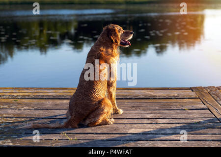 Nasse golden retriever sitzen auf die hölzerne Brücke durch das Wasser im Abendlicht Stockfoto