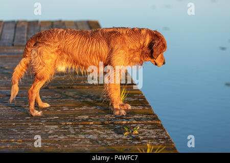 Nasse golden retriever stehend auf die hölzerne Brücke und Suchen auf dem Wasser Stockfoto