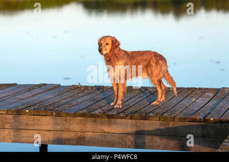 Nass- und happy Golden Retriever stehend auf die hölzerne Brücke durch das Wasser Stockfoto