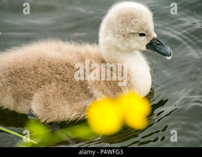 In der Nähe von süßen flauschigen Mute swan Cygnet, Cygnus olor, Schwimmen im Fluss, Forth & Clyde Kanal, Falkirk, Schottland, UK Stockfoto