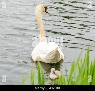 Erwachsener Stumme Schwan, Cygnus olor, Schwimmen im Fluss mit Cygnets, Forth & Clyde Kanal, Schottland, UK Stockfoto