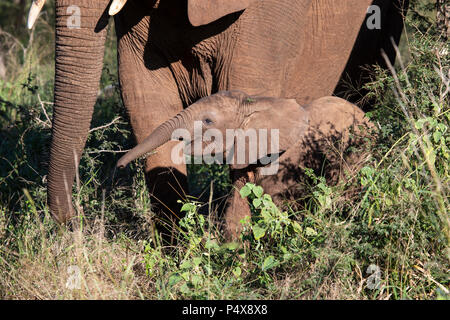 Baby Afrikanischer Elefant Loxodonta africana Nuzzling bis zu seiner Mutter und zu halten, die ihr im afrikanischen Busch Stockfoto