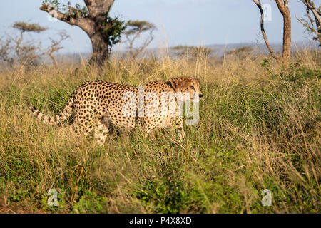Gepard Acinonyx jubatus Walking heimlich durch langes Gras in der Afrika Bush Stockfoto