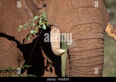 Nahaufnahme eines Afrikanischen Elefanten Loxodonta africana Laub Essen im afrikanischen Busch Stockfoto