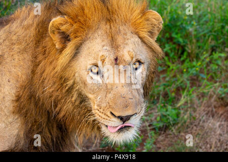 In der Nähe von Lion Head Panthera leo mit Absicht, Augen und Lippen lecken Stockfoto