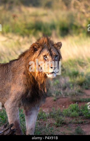 Regal männliche Löwe Panthera leo stehen und leuchtet in der goldenen Licht in der Dämmerung Stockfoto