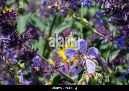 Honey Bee Fütterung auf Pollen von Violett fünf Blütenblatt Blumen im Park. Stockfoto