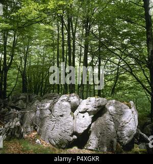 Bosque. Den Berg Macizo de Kárstico Itxina. PARQUE NATURAL DE GORBEA. Estado de Vizcaya. País Vasco. España. Stockfoto