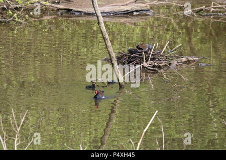 Gemeinsame Sumpfhuhn (Gallinula chloropus) Nestbau, North West England, Vereinigtes Königreich. Stockfoto