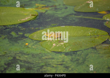 Europa gemeinsame Pelophylax ridibundus, Marsh Frosch sitzend auf grünes Blatt Stockfoto