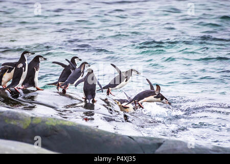 Gruppe erwachsener Kinnriemen pinguine Tauchen im Meer aus ihrer Kolonie für die Fütterung oder die Nahrungssuche auf Krill in der Antarktischen Halbinsel, Wildlife, Antarcti Stockfoto