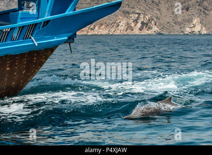 Delfine in ein küstengewässer von Musandam Stockfoto