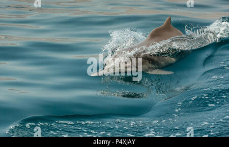 Delfine in ein küstengewässer von Musandam Stockfoto