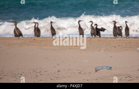 Plastikwasserflasche auf Kormoran Strand von Musandam im Oman Stockfoto