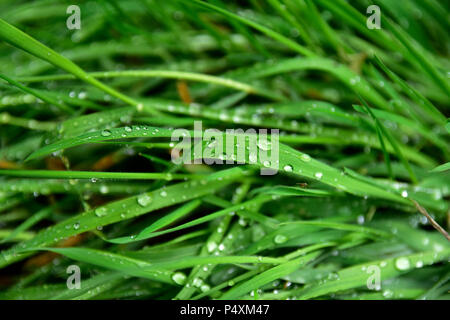 Nasses Gras nach einem regnerischen Nachmittag auf dem Weg von Chile nach Argentinien. Stockfoto