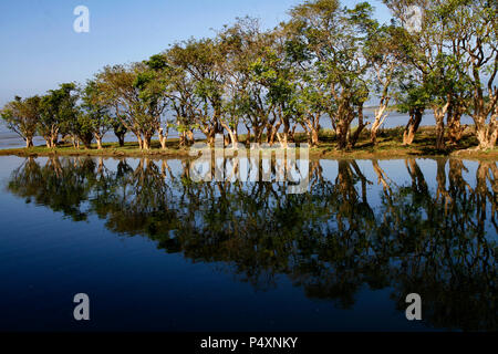 Tanguar Haor ist das größte Feuchtgebiet in Bangladesch. Es ist in der Dharmapasha und Tahirpur Sunamganj upazilas der Bezirk in Bangladesch. Das Feuchtgebiet als Mutter der Fischerei für das Land bekannt. Nicht nur Fische, die auch ein wichtiger Ort für verschiedene Pflanzenarten über und unter Wasser. Während der Fahrt mit dem Boot eine Millionen von Pflanzen Schwimmen unter Wasser und viele Bäume genießen können, sind teilweise unter Wasser. Im Winter ist dieser Ort ist einfach ein Paradies für Vögel. Stockfoto