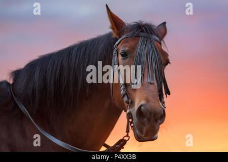 Horse Portrait bei Sonnenuntergang Stockfoto