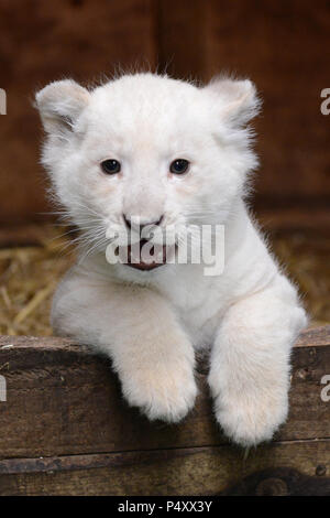 Cute White Lion Cub in die Kamera schaut Stockfoto