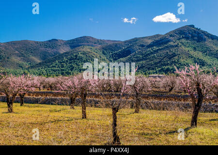 Schönen blühenden Mandelbäume mit Blumen in Jalon Dorf, Spanien. Stockfoto