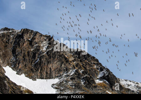 Norwegen, Svalbard, Spitzbergen, Isbjornhamna. Wenig Alken (Alle Alle) Fliegen in großen Scharen über Nistplatz in steinigen Geröll Hang. Stockfoto