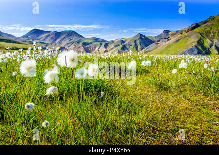 Landmannalaugar - Amazing Blüte Feld in das Hochland von Island Stockfoto
