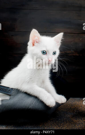 Cute Kitten mit blau-grauen Augen sitzen in Hut auf dunklem Hintergrund Stockfoto